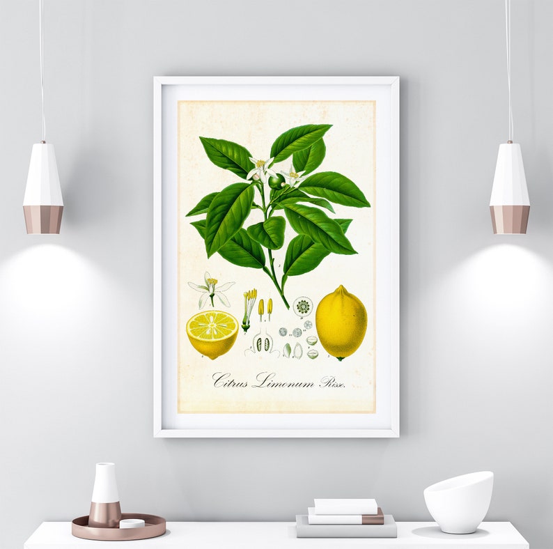 Vintage Kohler Orange Botanical Poster Print Picture A3 A4 A5 Kitchen Wall Art