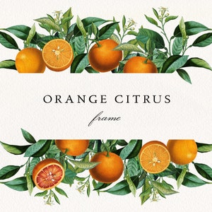 Orange Citrus Split Frame #10 PNG, borde de vegetación de frutas cítricas, invitación de boda de naranjas de Florida, Clip Art botánico, licencia comercial