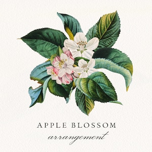 Arrangement de fleurs de pommier, Arrangement de verdure de fleurs de pommier antique Clipart, Licence commerciale de téléchargement numérique