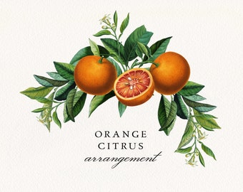 Antique Orange Citrus Bouquet PNG: Summer Clipart (Commercial License)
