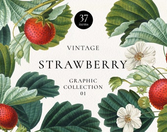 Strawberry Clip Art: Vintage Botanical Fruit Frames, Wreaths, Arrangements and Seamless Patterns