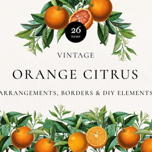 Orange Citrus Fruit Arrangements PNG Clipart, Vintage Botanical Bouquets, Orange Citrus Elements, Digital Greenery Wedding Invitations image 1