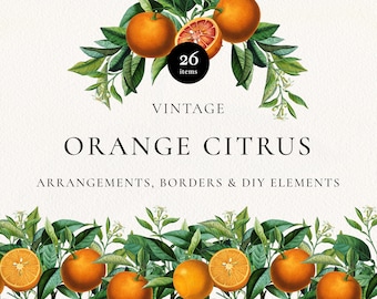 Orange Citrus Fruit Arrangements PNG Clipart, Vintage Botanical Bouquets, Orange Citrus Elements, Digital Greenery Wedding Invitations