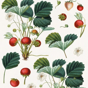 Vintage Strawberry Fruit Elements and Bouquets Clipart, Summer Botanical Clip Art, Antique Fruit Graphic Arrangement image 2