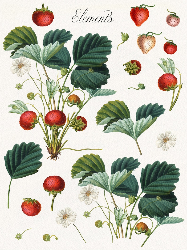 Vintage Strawberry Fruit Elements and Bouquets Clipart, Summer Botanical Clip Art, Antique Fruit Graphic Arrangement image 2