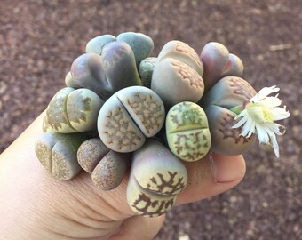 a variety of lithops / 3 pc lot