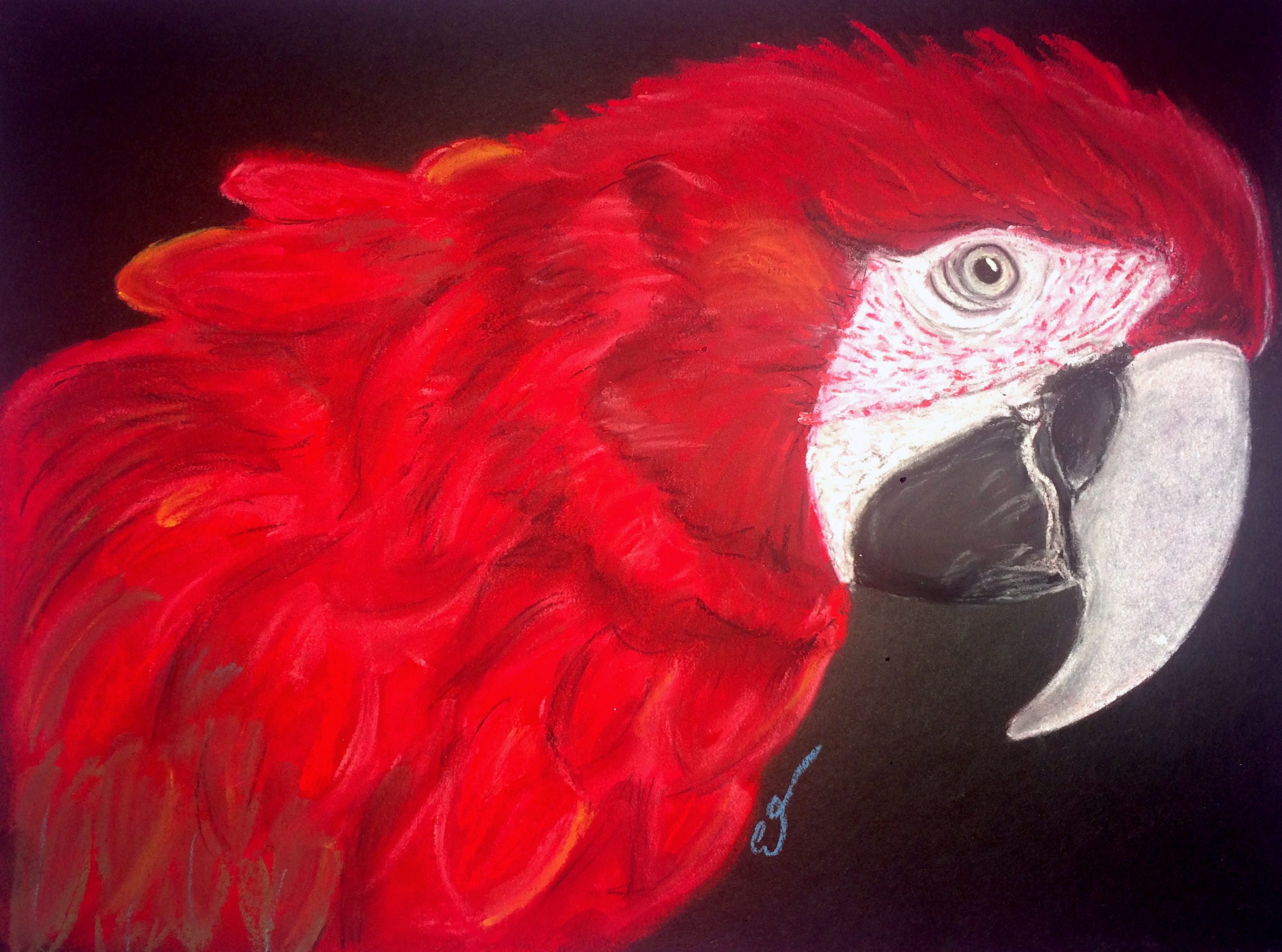Red parrot drawing - Etsy México Red parrot drawing - Etsy México
