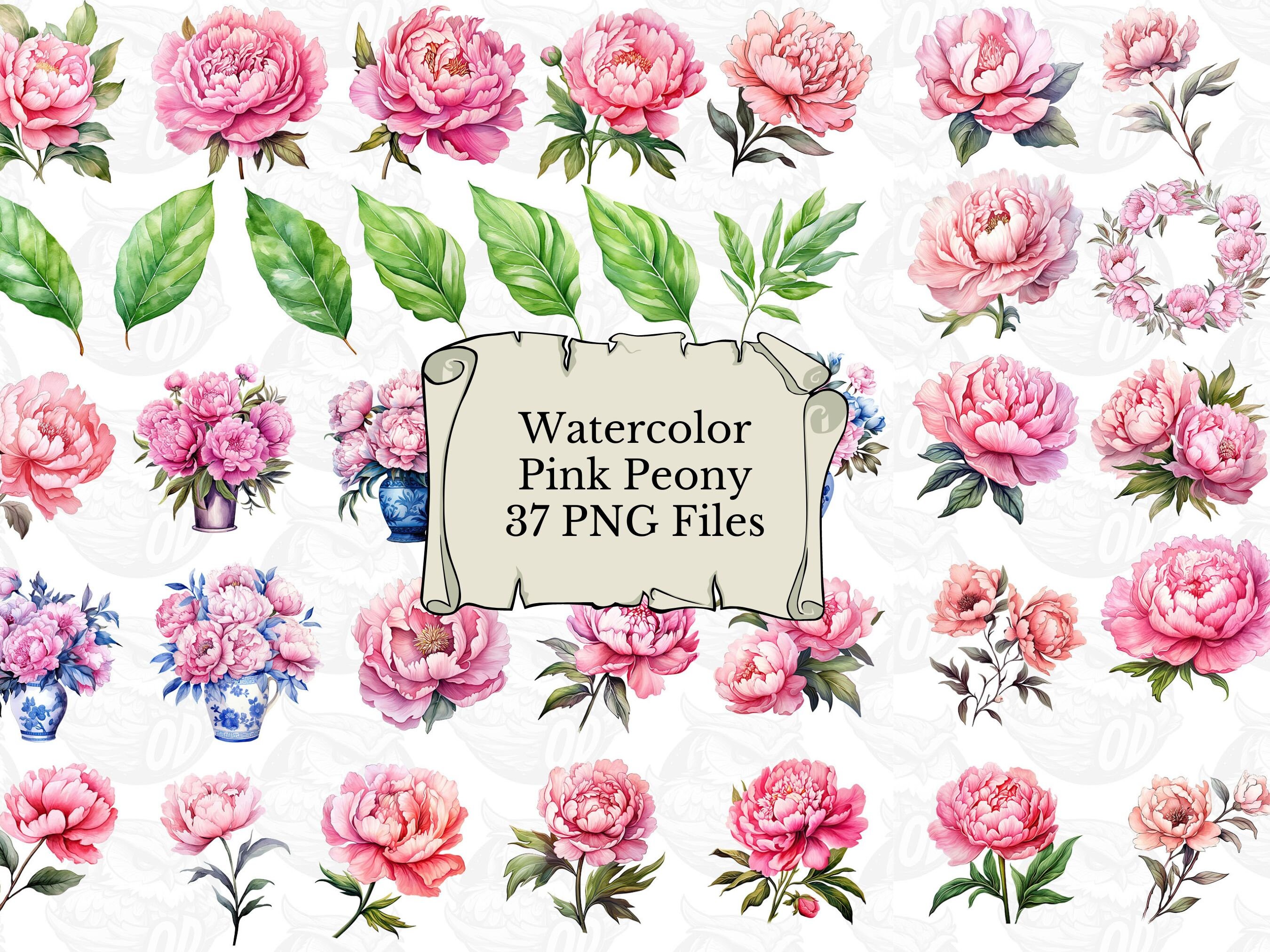 Watercolor Pink Peonies Clip Art, peony flower embellishments, pink floral commercial use bundle PNG transparent background digital download