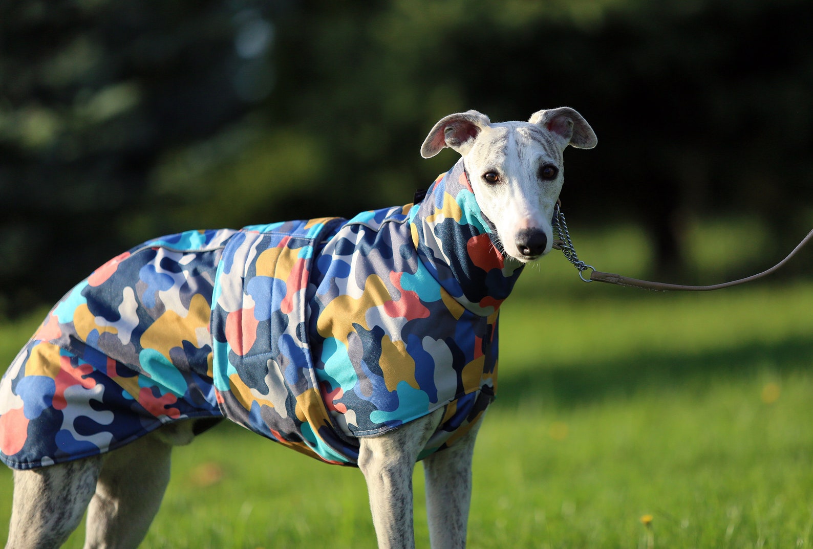 Whippet Coat Whippet Clothing Jacket for Dog Etsy