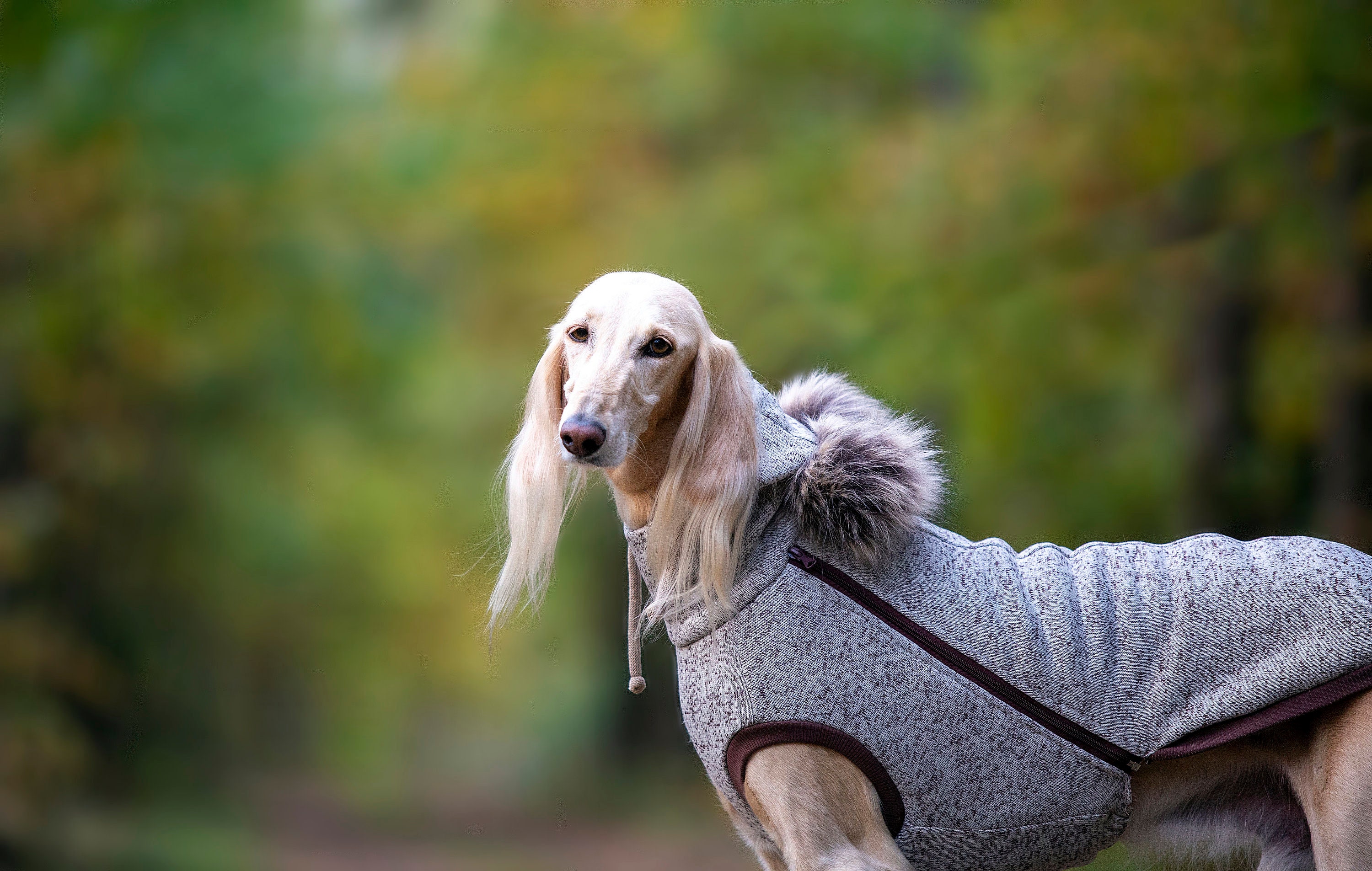 saluki winter coats