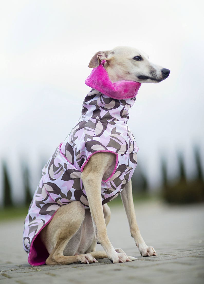 Dog coat Whippet clothing whippet coat / whippet jacket / Etsy