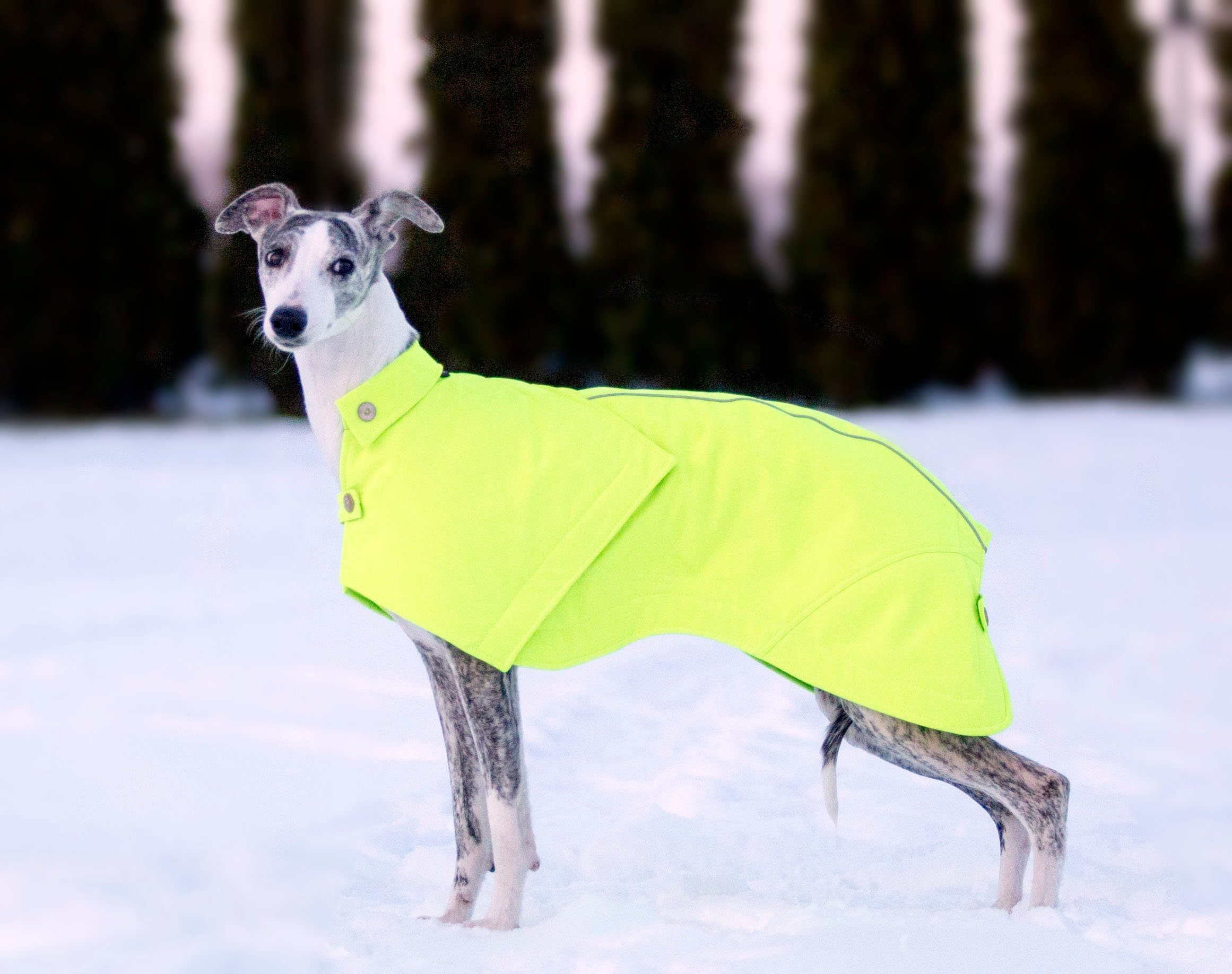 Whippet coat whippet clothing jacket for dog Etsy