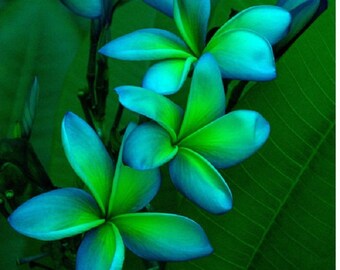 Rare Blue Green White Plumeria Seeds Plants Flower Lei Hawaiian Garden Fragrant Tree Hawaii Wedding Party Fragrance Beautiful 196