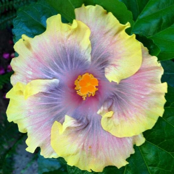 Rare Yellow Purple Hibiscus Seeds Giant Dinner Plate Fresh | Etsy Rare Yellow Purple Hibiscus Seeds Giant Dinner Plate Fresh | Etsy