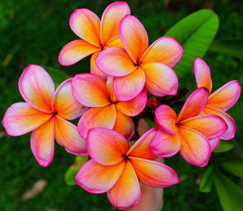 10 Rare Dark Pink Orange Yellow Plumeria Seeds Plants Flower | Etsy