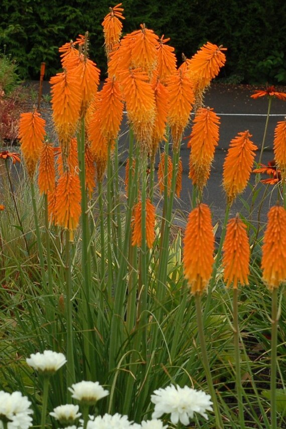 Red hot poker flower Red hot poker flower