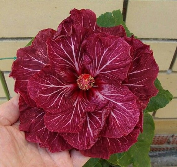 Rare Dark Pink White Hibiscus Seeds Giant Dinner Plate Fresh | Etsy Rare Dark Pink White Hibiscus Seeds Giant Dinner Plate Fresh | Etsy