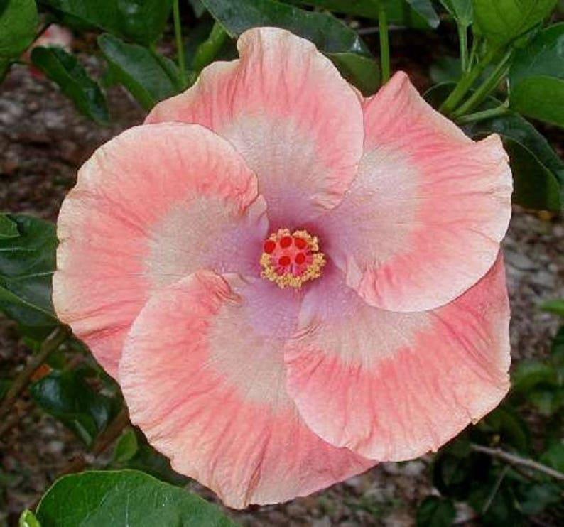 10 Light Pink Orange Hibiscus Seeds Giant Dinner Plate Fresh Image 0