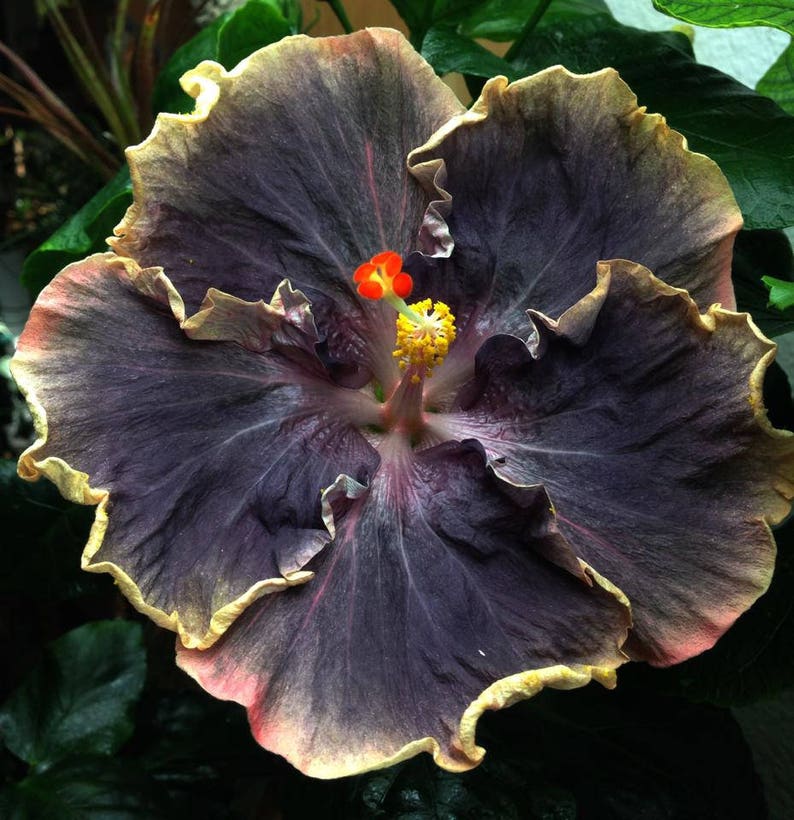20 Yellow Black Hibiscus Seeds Giant Dinner Plate Fresh Flower Image 0