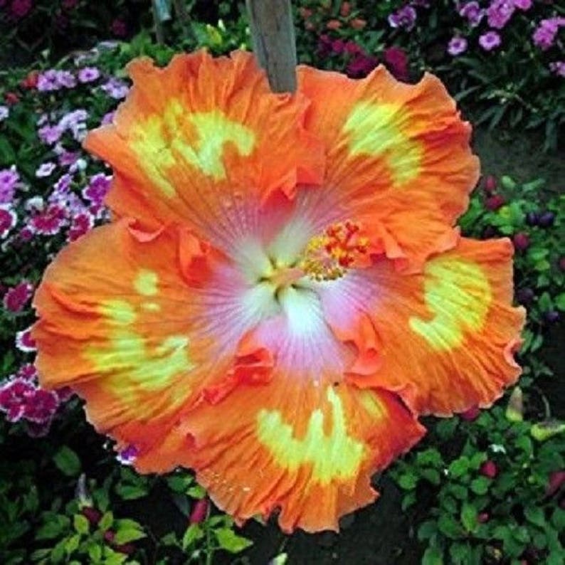 10 Orange Yellow Hibiscus Seeds Giant Dinner Plate Fresh Etsy