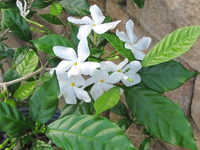 5 Asian Star Jasmine Seeds Rare Tree Tropical Fragrant Flower Perennial Plant Blossoms Shade Plumeria Seed Weather Ornamental Shrub Bush