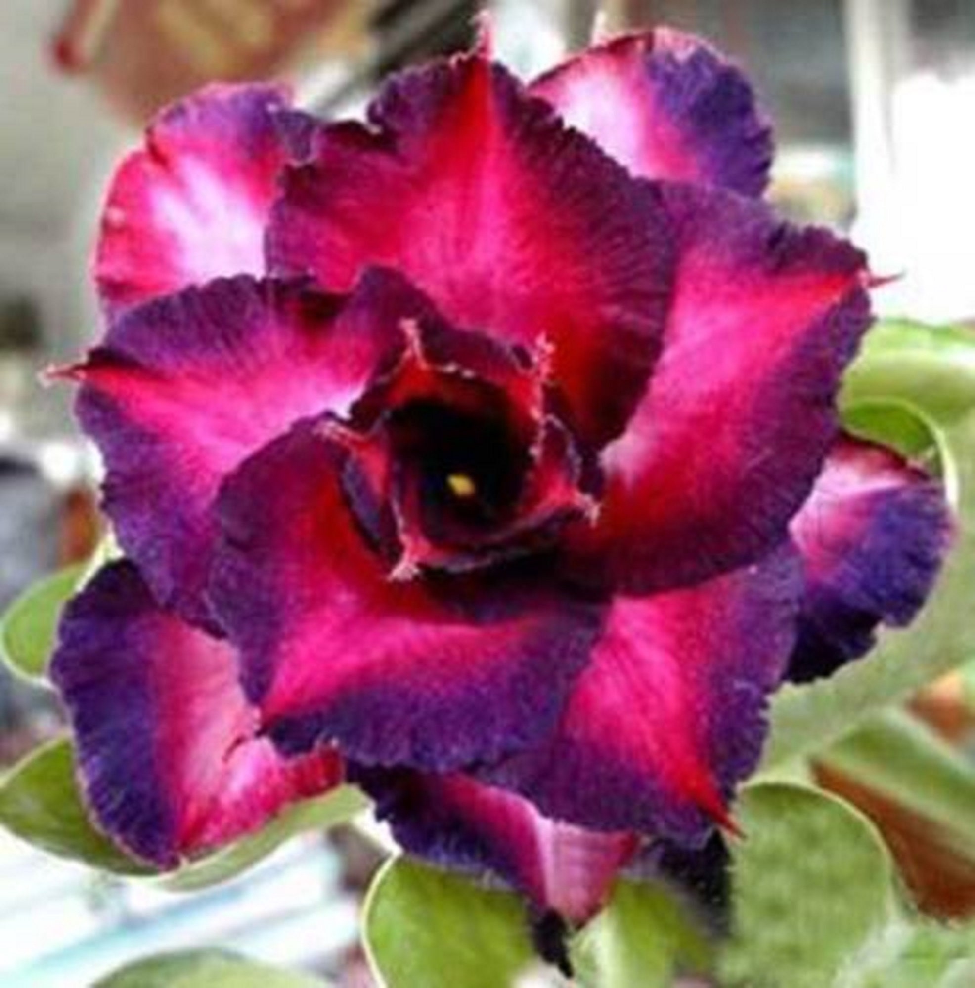 4 Rare Red Black Tips Desert Rose Seeds Adenium Obesum Flower Perennial