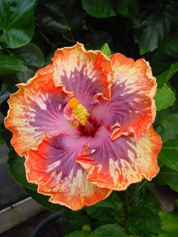 Rare Orange Purple Hibiscus Seeds Giant Dinner Plate Fresh | Etsy Rare Orange Purple Hibiscus Seeds Giant Dinner Plate Fresh | Etsy