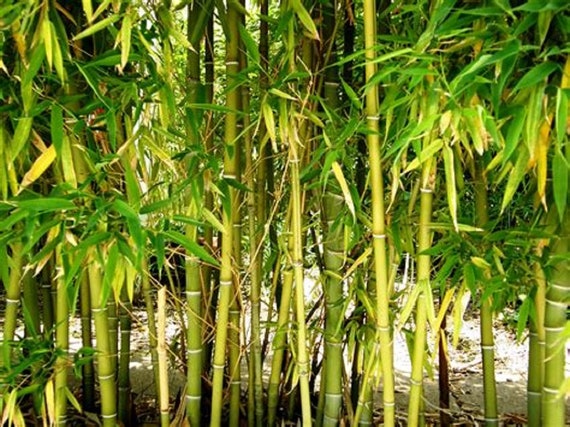 50 Yellow Bamboo Seeds Privacy Plant Garden Clumping Exotic | Etsy