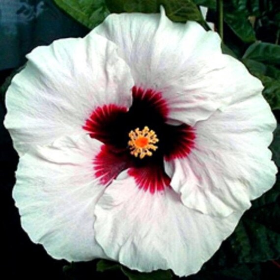 10 White Red Hibiscus Seeds Giant Dinner Plate Fresh ...