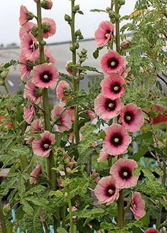 25 Rare Light Dark Pink Hollyhock Seeds Perennial Giant Flower Etsy