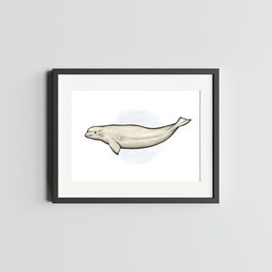 BÉLUGA, impression d'art 5 x 7 de baleine, impression de baleines, oeuvre d'art pour la maison, impression de carte postale de bébé béluga, carte postale d'art aquarelle béluga