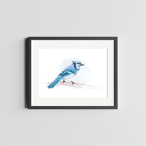 Impression d'art 5 x 7 geai bleu geai bleu Art décoration murale art geai bleu illustration oiseau geai carte postale de geai bleu