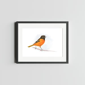 Oriole de Baltimore Impression d'art 5 x 7 de l'Oriole oiseau Art Home Decor Art mural de l'Oriole de Baltimore Illustration aquarelle d'oiseau Carte postale de l'Oriole de Baltimore