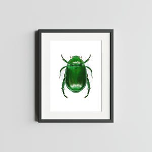 Scarabée vert 5 x 7 impression d'art de scarabée impression d'art déco d'oeuvre d'art d'insecte pour la maison impression d'art d'insecte impression d'art aquarelle de scarabée