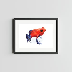 POISON DART FROG Fraise Impression d'art 5 x 7 de grenouille impression Decor d'art de grenouille pour la maison Impression de carte postale de grenouille de fléchettes Carte postale d'art aquarelle de grenouille