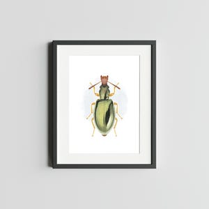 Taille étroite scolyte 5 x 7 impression d'art de scarabée impression d'art déco d'oeuvre d'art d'insecte pour la maison impression d'art d'insecte carte postale aquarelle de scarabée