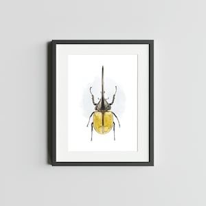 Carte postale HERCULES BEETLE 5 x 7 impression d'art de scarabée impression d'art déco d'oeuvre d'art d'insecte pour la maison impression d'art d'insecte impression d'art scarabée art aquarelle carte postale