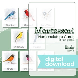 Montessori Nomenclature Cards ILLUSTRATED BIRDS, Montessori Materials, Montessori Printable Cards, 3 Part Cards, Montessori Digital Download