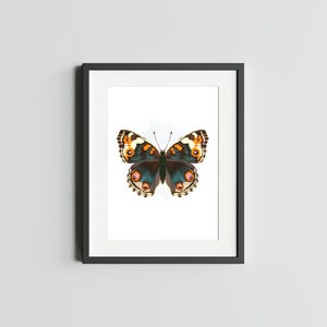 BUCKEYE COMMUN BLEU 5 x 7 papillon impression d'art de Buckeye impression déco pour la maison impression de carte postale de papillon Buckeye Art aquarelle carte postale