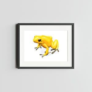Impression d'art 5 x 7 GOLDEN POISON GRENOUILLE de grenouille impression Decor de grenouille oeuvre d'art pour la maison Impression de carte postale de grenouille de fléchettes Carte postale d'art aquarelle de grenouille