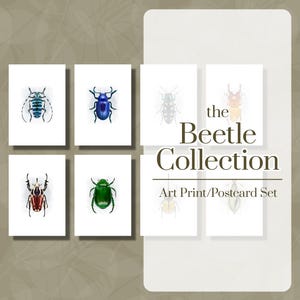 Jeu de gravures d'art scarabée lot de cartes postales scarabée estampes d'art insectes Cartes postales insectes art mural coléoptères illustrations de coléoptères Art mural insectes