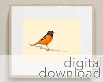 BALTIMORE ORIOLE Bird Print, Digital Download Art, Printable Art Print, Digital Art Print, Printable Wall Art, Oriole Wall Art, Bird Art 5x7
