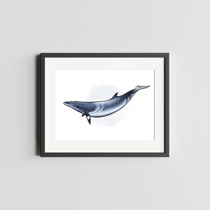 Petit rorqual 5 x 7 impression d'art de baleine décor d'oeuvre d'art de baleine pour la maison Impression de carte postale de petit rorqual carte postale d'art d'aquarelle de rorqual bleu