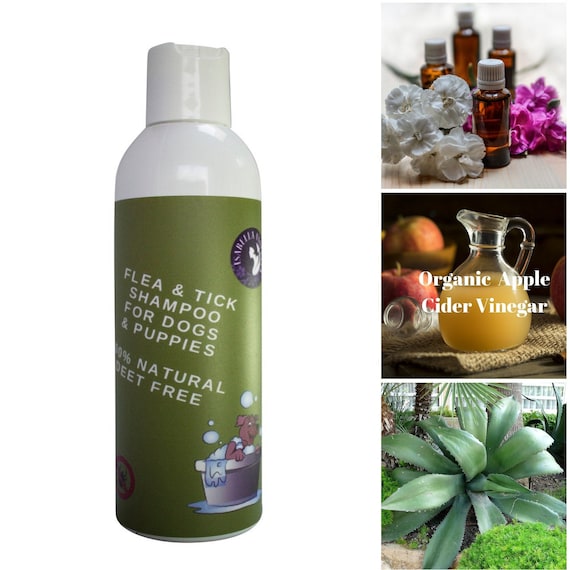 tangerine shampoo for dogs