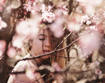 Cherry Blossom Photograph