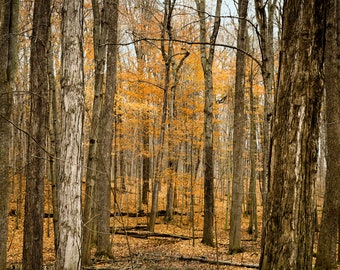 Sacred Grove Palmyra  New York  late autumn