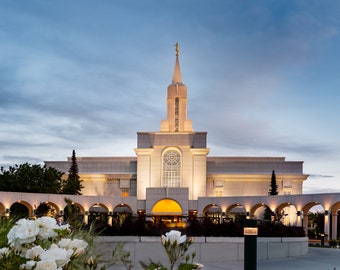 Bountiful Temple White Roses