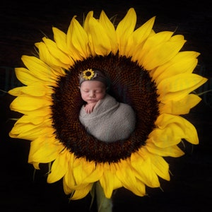 Sunflower Digital Photo Backdrop, Newborn Baby Photography Background, Sunflower Wreath Photo Backdrop, Baby Girl & Boy Photo Background