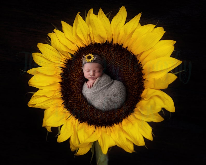 Sunflower Digital Photo Backdrop Newborn Baby Photography | Etsy