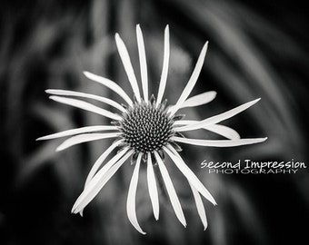 Flower in Black and White Photo - Instant Download